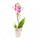 Доставка цветов.ру: подарок Орхидея-Фаленопсис